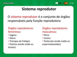 Sistema reprodutor
O sistema reprodutor é o conjunto de órgãos
responsáveis pela função reprodutora:
Órgãos reprodutores
femininos:
• Vagina
• Útero
• Trompas de Falópio
• Ovários (onde estão os
óvulos)
Órgãos reprodutores
masculinos:
• Pénis
• Uretra
• Testículos (onde estão os
espermatozoides)
 