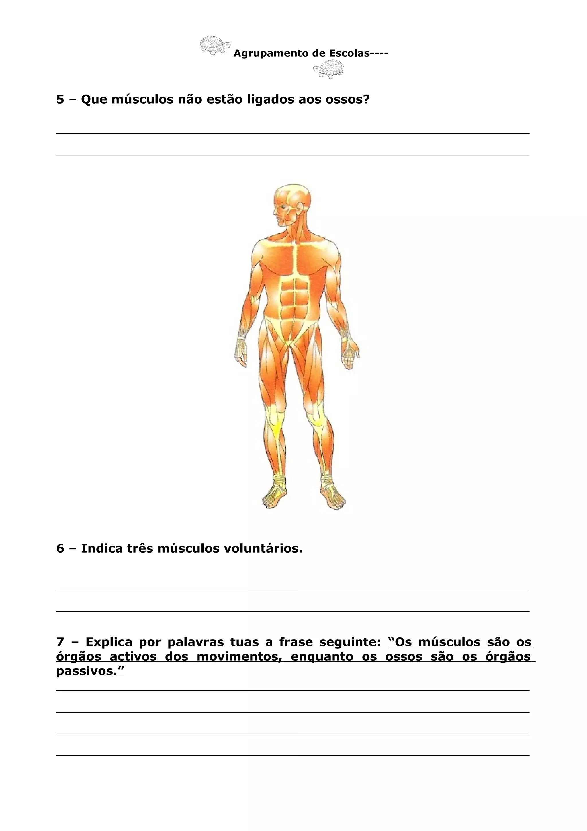Agrupamento de Escolas----
5 – Que músculos não estão ligados aos ossos?
_______________________________________________________________
_______________________________________________________________
6 – Indica três músculos voluntários.
_______________________________________________________________
_______________________________________________________________
7 – Explica por palavras tuas a frase seguinte: “Os músculos são os
órgãos activos dos movimentos, enquanto os ossos são os órgãos
passivos.”
_______________________________________________________________
_______________________________________________________________
_______________________________________________________________
_______________________________________________________________
 