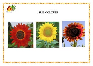 SUS COLORES
 