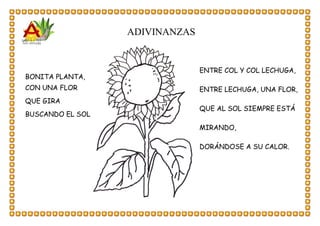ADIVINANZAS
BONITA PLANTA,
CON UNA FLOR
QUE GIRA
BUSCANDO EL SOL
ENTRE COL Y COL LECHUGA,
ENTRE LECHUGA, UNA FLOR,
QUE AL SOL SIEMPRE ESTÁ
MIRANDO,
DORÁNDOSE A SU CALOR.
 