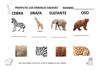PROYECTO: LOS ANIMALES SALVAJES NOMBRE:______________
JIRAFA OSOELEFANTECEBRA
UNE CADA ANIMAL CON SU PIEL. COPIA EL NOMBRE DE CADA ANIMAL