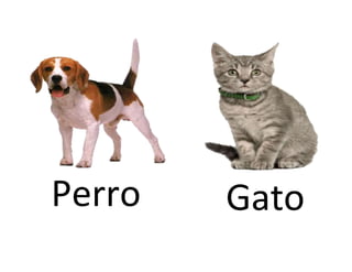 Perro Gato
 