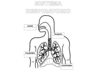 NARIZ



           TRAQUEA




PULMONES




                 DIAFRAGMA
 