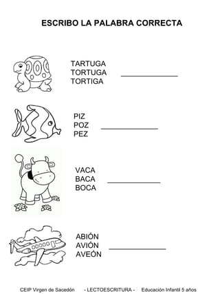 ESCRIBO LA PALABRA CORRECTA

TARTUGA
TORTUGA
TORTIGA

PIZ
POZ
PEZ

______________

______________

VACA
BACA
BOCA

ABIÓN
AVIÓN
AVEÓN

CEIP Virgen de Sacedón

_____________

______________

- LECTOESCRITURA -

Educación Infantil 5 años

 