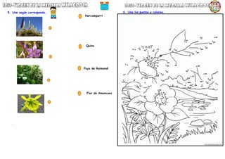5. Une según corresponda.
.
6. Una los puntos y colorea.
Quina
Hercampurri
Puya de Raimondi
Flor de Amancaes
 