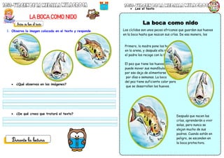 LA BOCA COMO NIDO
1. Observa la imagen colocada en el texto y responde.
 ¿Qué observas en las imágenes?
 ¿De qué crees que tratará el texto?
 Lee el texto
Los cíclidos son unos peces africanos que guardan sus huevos
en la boca hasta que nazcan sus crías. De esa manera, los
protegen de los peligros que las amenazan
Primero, la madre pone los huevos
en la arena, y después ella misma o
el padre los recoge con la boca.
El pez que tiene los huevos no
puede mover sus mandíbulas;
por eso deja de alimentarse
por días o semanas. La boca
del pez tiene suficiente calor para
que se desarrollen los huevos.
Después que nacen las
crías, aprenderán a vivir
solas, pero nunca se
alejan mucho de sus
padres. Cuando están en
peligro, se esconden en
la boca protectora.
 