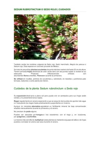 Sedo Color Ficha suculentas | DOCX