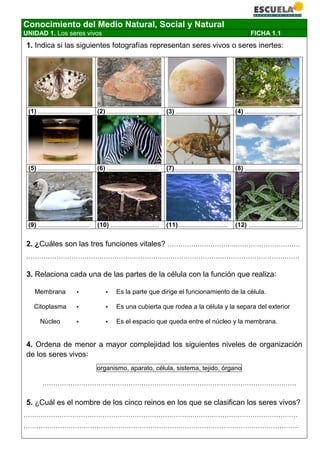 Conocimiento del Medio Natural, Social y Natural
UNIDAD 1. Los seres vivos FICHA 1.1
1. Indica si las siguientes fotografías representan seres vivos o seres inertes:
(1) ................................ (2) ................................ (3) ................................ (4) ................................
(5) ................................ (6) ................................ (7)................................ (8) ................................
(9) ................................ (10) .............................. (11)............................... (12) ..............................
2. ¿Cuáles son las tres funciones vitales? …………………………..…………………………
……………………………………………………………………………………………………………….
3. Relaciona cada una de las partes de la célula con la función que realiza:
Membrana ▪ ▪ Es la parte que dirige el funcionamiento de la célula.
Citoplasma ▪ ▪ Es una cubierta que rodea a la célula y la separa del exterior
Núcleo ▪ ▪ Es el espacio que queda entre el núcleo y la membrana.
4. Ordena de menor a mayor complejidad los siguientes niveles de organización
de los seres vivos:
organismo, aparato, célula, sistema, tejido, órgano
……………………………………………………………………………………………………….
5. ¿Cuál es el nombre de los cinco reinos en los que se clasifican los seres vivos?
……….………………………………………………………….……………………………………………
………………………………………………………………………………………………………………..
 