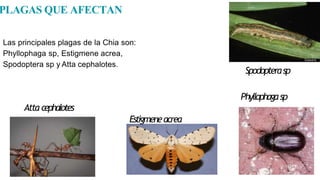 PLAGAS QUE AFECTAN
Las principales plagas de la Chia son:
Phyllophaga sp, Estigmene acrea,
Spodoptera sp y Atta cephalotes...