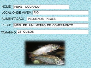 NOME: PEIXE DOURADO
LOCAL ONDE VIVEM: RIO

ALIMENTAÇÃO:   PEQUENOS PEIXES

PESO:   MAIS DE UM METRO DE COMPRIMENTO

TAMANHO: 25 QUILOS
 