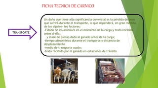 FICHA TECNICA DE CARNICO DE COMPUTACION.pptx