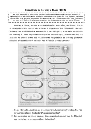 Os vírus são agentes infecciosos que não apresentam metabolismo próprio, vivendo e
multiplicando-se exclusivamente no interior das células que parasitam. São portanto parasitas
obrigatórios uma vez que necessitam do metabolismo das células parasitadas para realizarem
as suas actividades. Os vírus que parasitam bactérias designam-se por bacteriófagos.
Experiência de Hershey e Chase (1952)
Hershley e Chase, perante a simplicidade química dos vírus, resolveram utilizá-
los para determinar a natureza da substância responsável pela transmissão das suas
características à descendência. Escolheram o bacteriófago T2 e bactérias Escherichia
coli. Hershley e Chase prepararam dois lotes de bacteriófagos, um marcado pelo 32
P
(existente no DNA) e outro pelo 35
S (existente nas proteínas da cápsula) que foram
colocados em contacto com bactérias não marcadas radioactivamente.
1- Como interpreta a ausência de proteínas marcadas com enxofre radioactivo nos
invólucros proteicos dos bacteriófagos descendentes?
2- Em que medida permitem os dados desta experiência deduzir que é o DNA viral
que controla os processos celulares da bactéria?
 