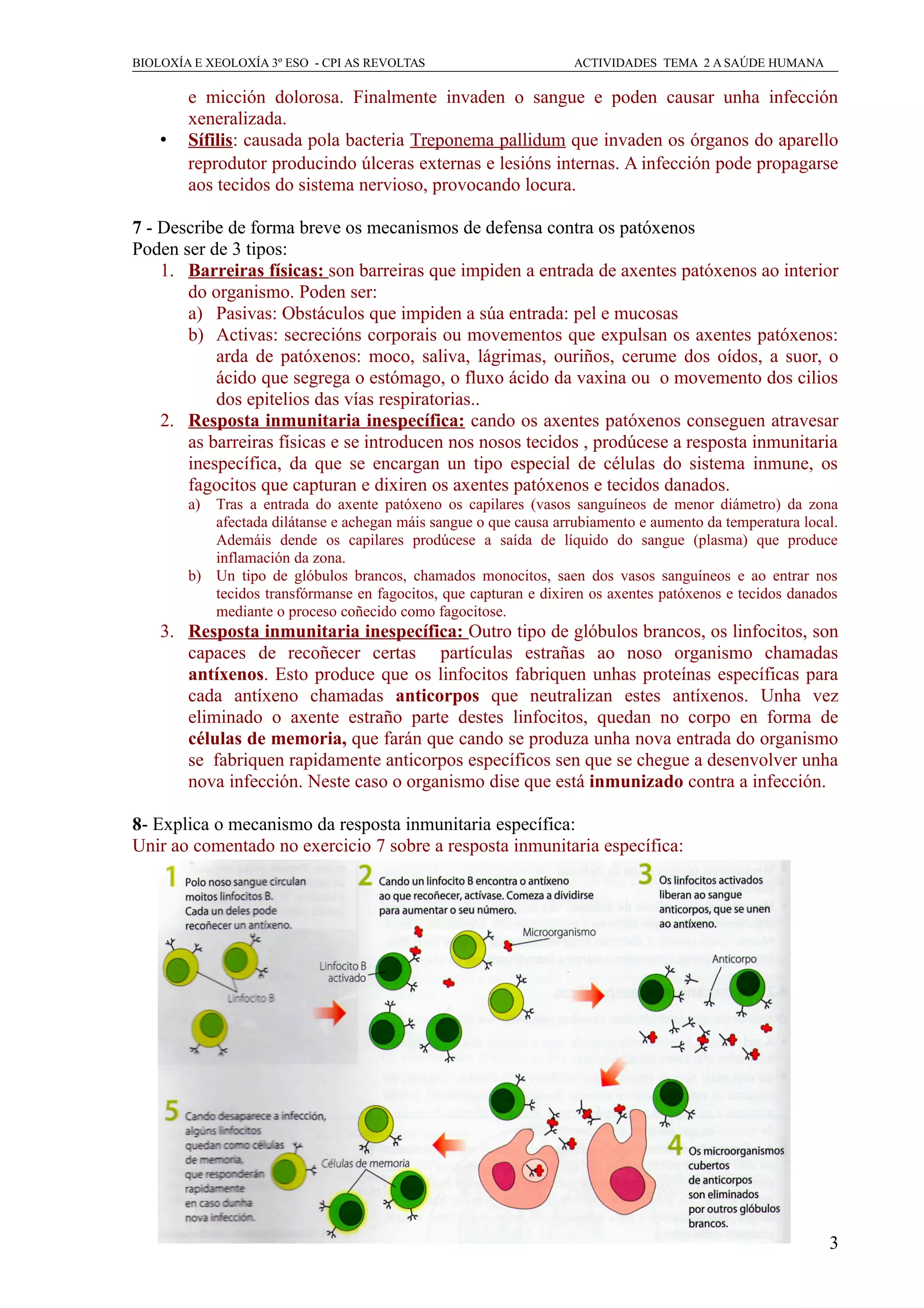 BIOLOXÍA E XEOLOXÍA 3º ESO - CPI AS REVOLTAS ACTIVIDADES TEMA 2 A SAÚDE HUMANA
e micción dolorosa. Finalmente invaden o sangue e poden causar unha infección
xeneralizada.
• Sífilis: causada pola bacteria Treponema pallidum que invaden os órganos do aparello
reprodutor producindo úlceras externas e lesións internas. A infección pode propagarse
aos tecidos do sistema nervioso, provocando locura.
7 - Describe de forma breve os mecanismos de defensa contra os patóxenos
Poden ser de 3 tipos:
1. Barreiras físicas: son barreiras que impiden a entrada de axentes patóxenos ao interior
do organismo. Poden ser:
a) Pasivas: Obstáculos que impiden a súa entrada: pel e mucosas
b) Activas: secrecións corporais ou movementos que expulsan os axentes patóxenos:
arda de patóxenos: moco, saliva, lágrimas, ouriños, cerume dos oídos, a suor, o
ácido que segrega o estómago, o fluxo ácido da vaxina ou o movemento dos cilios
dos epitelios das vías respiratorias..
2. Resposta inmunitaria inespecífica: cando os axentes patóxenos conseguen atravesar
as barreiras físicas e se introducen nos nosos tecidos , prodúcese a resposta inmunitaria
inespecífica, da que se encargan un tipo especial de células do sistema inmune, os
fagocitos que capturan e dixiren os axentes patóxenos e tecidos danados.
a) Tras a entrada do axente patóxeno os capilares (vasos sanguíneos de menor diámetro) da zona
afectada dilátanse e achegan máis sangue o que causa arrubiamento e aumento da temperatura local.
Ademáis dende os capilares prodúcese a saída de líquido do sangue (plasma) que produce
inflamación da zona.
b) Un tipo de glóbulos brancos, chamados monocitos, saen dos vasos sanguíneos e ao entrar nos
tecidos transfórmanse en fagocitos, que capturan e dixiren os axentes patóxenos e tecidos danados
mediante o proceso coñecido como fagocitose.
3. Resposta inmunitaria inespecífica: Outro tipo de glóbulos brancos, os linfocitos, son
capaces de recoñecer certas partículas estrañas ao noso organismo chamadas
antíxenos. Esto produce que os linfocitos fabriquen unhas proteínas específicas para
cada antíxeno chamadas anticorpos que neutralizan estes antíxenos. Unha vez
eliminado o axente estraño parte destes linfocitos, quedan no corpo en forma de
células de memoria, que farán que cando se produza unha nova entrada do organismo
se fabriquen rapidamente anticorpos específicos sen que se chegue a desenvolver unha
nova infección. Neste caso o organismo dise que está inmunizado contra a infección.
8- Explica o mecanismo da resposta inmunitaria específica:
Unir ao comentado no exercicio 7 sobre a resposta inmunitaria específica:
3
 