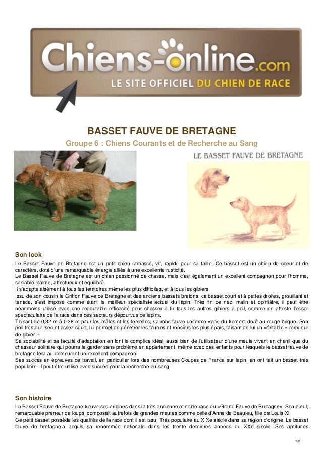 Fiche Race Basset Fauve De Bretagne