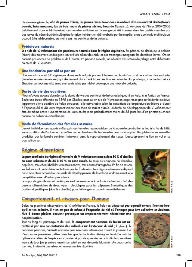 Fiche Technique Opida Frelon Asiatique