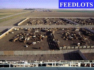 FEEDLOTS 