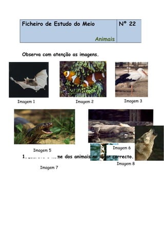Observa com atenção as imagens.
1.Escreve o nome dos animais no lugar correcto.
Ficheiro de Estudo do Meio
Animais
Nº 22
Imagem 1 Imagem 2 Imagem 3
Imagem 5
Imagem 6
Imagem 7
Imagem 8
 