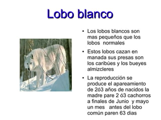 Lobo blanco
     ●   Los lobos blancos son
         mas pequeños que los
         lobos normales
     ●   Estos lobos cazan en
         manada sus presas son
         los caribúes y los bueyes
         almizcleres
     ●   La reproducción se
         produce el apareamiento
         de 2ó3 años de nacidos la
         madre pare 2 ó3 cachorros
         a finales de Junio y mayo
         un mes antes del lobo
         común paren 63 dias
 