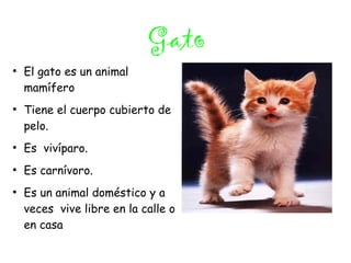 Gato
●
    El gato es un animal
    mamífero
●
    Tiene el cuerpo cubierto de
    pelo.
●
    Es vivíparo.
●
    Es carnívoro.
●
    Es un animal doméstico y a
    veces vive libre en la calle o
    en casa
 