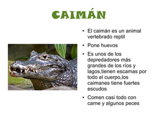 CAIMÁN
   ●   El caimán es un animal
       vertebrado reptil
   ●   Pone huevos
   ●   Es unos de los
       depredadores más
       grandes de los ríos y
       lagos,tienen escamas por
       todo el cuerpo,los
       caimanes tiene fuertes
       escudos
   ●   Comen casi todo con
       carne y algunos peces
 