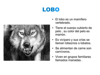 LOBO
  ●   El lobo es un mamífero
      vertebrado.
  ●   Tiene el cuerpo cubierto de
      pelo , su color del pelo es
      marrón.
  ●   Es vivíparo y sus crías se
      llaman lobeznos o lobatos.
  ●   Se alimentan de carne son
      carnívoros.
  ●   Viven en grupos familiares
      llamados manadas .
 