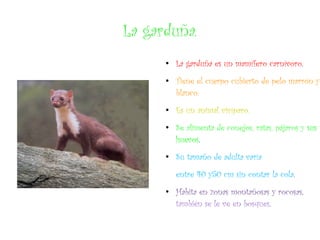 La garduña.
      ●
          La garduña es un mamífero carnívoro.
      ●
          Tiene el cuerpo cubierto de pelo marrón y
          blanco.
      ●
          Es un animal vivíparo.
      ●
          Se alimenta de conejos, ratas, pájaros y sus
          huevos.
      ●
          Su tamaño de adulta varía
          entre 40 y50 cm sin contar la cola.
      ●
          Habita en zonas montañosas y rocosas,
          también se le ve en bosques.
 