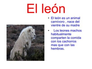 El león
   ●   El león es un animal
       carnívoro , nace del
       vientre de su madre
   ●     Los leones machos
       habitualmente
       comparten la comida
       con los cachorros
       mas que con las
       hembras.
 