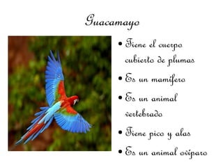 Guacamayo
     ● Tiene el cuerpo
       cubierto de plumas
     ● Es un mamífero


     ● Es un animal

       vertebrado
     ● Tiene pico y alas


     ● Es un animal ovíparo
 