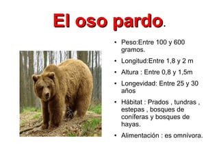 El oso pardo.
       ●   Peso:Entre 100 y 600
           gramos.
       ●   Longitud:Entre 1,8 y 2 m
       ●   Altura : Entre 0,8 y 1,5m
       ●   Longevidad: Entre 25 y 30
           años
       ●   Hábitat : Prados , tundras ,
           estepas , bosques de
           coníferas y bosques de
           hayas.
       ●   Alimentación : es omnívora.
 