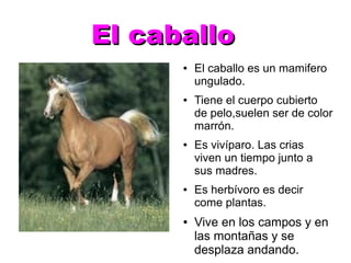 El caballo
      ●   El caballo es un mamifero
          ungulado.
      ●   Tiene el cuerpo cubierto
          de pelo,suelen ser de color
          marrón.
      ●   Es vivíparo. Las crias
          viven un tiempo junto a
          sus madres.
      ●   Es herbívoro es decir
          come plantas.
      ●   Vive en los campos y en
          las montañas y se
          desplaza andando.
 
