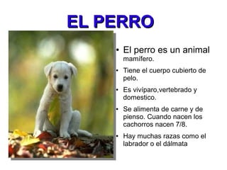 EL PERRO
    ●   El perro es un animal
        mamífero.
    ●   Tiene el cuerpo cubierto de
        pelo.
    ●   Es vivíparo,vertebrado y
        domestico.
    ●   Se alimenta de carne y de
        pienso. Cuando nacen los
        cachorros nacen 7/8.
    ●   Hay muchas razas como el
        labrador o el dálmata
 
