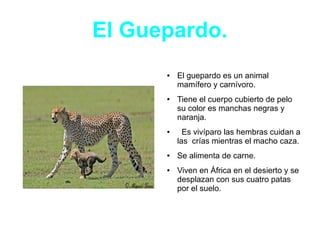 El Guepardo.
      ●   El guepardo es un animal
          mamífero y carnívoro.
      ●   Tiene el cuerpo cubierto de pelo
          su color es manchas negras y
          naranja.
      ●     Es vivíparo las hembras cuidan a
          las crías mientras el macho caza.
      ●   Se alimenta de carne.
      ●   Viven en África en el desierto y se
          desplazan con sus cuatro patas
          por el suelo.
 