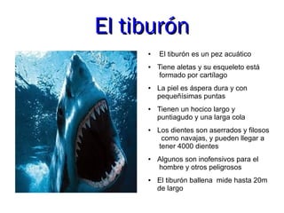 El tiburón
     ●   El tiburón es un pez acuático
     ●   Tiene aletas y su esqueleto está
         formado por cartílago
     ●   La piel es áspera dura y con
         pequeñísimas puntas
     ●   Tienen un hocico largo y
         puntiagudo y una larga cola
     ●   Los dientes son aserrados y filosos
          como navajas, y pueden llegar a
         tener 4000 dientes
     ●   Algunos son inofensivos para el
         hombre y otros peligrosos
     ●   El tiburón ballena mide hasta 20m
         de largo
 