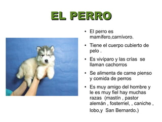 EL PERRO
    ●   El perro es
        mamífero,carnívoro.
    ●   Tiene el cuerpo cubierto de
        pelo .
    ●   Es vivíparo y las crías se
        llaman cachorros
    ●   Se alimenta de carne pienso
        y comida de perros
    ●   Es muy amigo del hombre y
        le es muy fiel hay muchas
        razas (mastín , pastor
        alemán , fosterriel, , caniche ,
        lobo,y San Bernardo.)
 