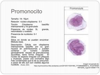 Fichero hematologia | PPTX