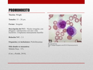 Fichero hematologico | PDF