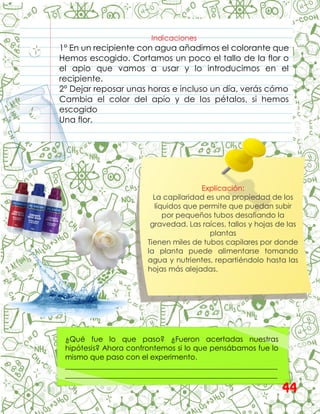 Indicaciones
1° En un recipiente con agua añadimos el colorante que
Hemos escogido. Cortamos un poco el tallo de la flor o
el apio que vamos a usar y lo introducimos en el
recipiente.
2° Dejar reposar unas horas e incluso un día, verás cómo
Cambia el color del apio y de los pétalos, si hemos
escogido
Una flor.
Explicación:
La capilaridad es una propiedad de los
líquidos que permite que puedan subir
por pequeños tubos desafiando la
gravedad. Las raíces, tallos y hojas de las
plantas
Tienen miles de tubos capilares por donde
la planta puede alimentarse tomando
agua y nutrientes, repartiéndolo hasta las
hojas más alejadas.
¿Qué fue lo que paso? ¿Fueron acertadas nuestras
hipótesis? Ahora confrontemos si lo que pensábamos fue lo
mismo que paso con el experimento.
__________________________________________________________
__________________________________________________________
__________________________________________________________
44
 