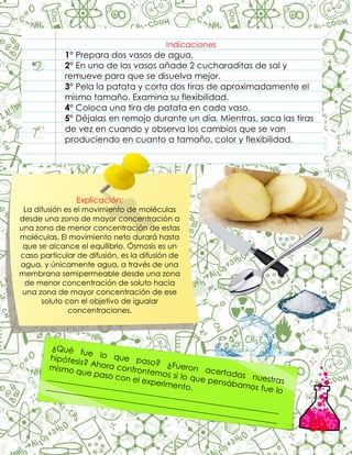 Indicaciones
1° Prepara dos vasos de agua.
2° En uno de los vasos añade 2 cucharaditas de sal y
remueve para que se disuelva mejor.
3° Pela la patata y corta dos tiras de aproximadamente el
mismo tamaño. Examina su flexibilidad.
4° Coloca una tira de patata en cada vaso.
5° Déjalas en remojo durante un día. Mientras, saca las tiras
de vez en cuando y observa los cambios que se van
produciendo en cuanto a tamaño, color y flexibilidad.
Explicación:
La difusión es el movimiento de moléculas
desde una zona de mayor concentración a
una zona de menor concentración de estas
moléculas. El movimiento neto durará hasta
que se alcance el equilibrio. Ósmosis es un
caso particular de difusión, es la difusión de
agua, y únicamente agua, a través de una
membrana semipermeable desde una zona
de menor concentración de soluto hacia
una zona de mayor concentración de ese
soluto con el objetivo de igualar
concentraciones.
50
 