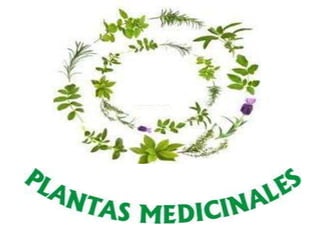 F ichero plantas medicinales