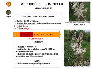 Asphodèle - Luminellu
                             Asphodèlus sp



+++            DESCRIPTION DE LA PLANTE

      → Taille : de 80 à 150 cm
                                                       Syndicat AOC Miel de Corse – Mele di Corsica
      → Forme des feuilles : subcylindriques creuses
                                                                    LILIACEAE
      gorgées d'eau
      → Pollen rouge


      J    F M A M J        J A S O N D

                       Floraison
                          HABITAT

          → Strate : herbacée
          → Altitude : de la plaine jusqu'à 1500 m
          d'altitude environ
          → Lieux : pelouses pâturées, friches après
          incendies, petit bois ouvert

                        MIEL
       → Printemps, maquis de printemps
                                                       Syndicat AOC Miel de Corse – Mele di Corsica
 