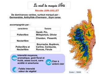Le miel de maquis d'Été
                        Récolte JUIN-JUILLET
 De dominances variées, surtout marqué par :
Germandrée, Anthyllide d'hermann , thym corse


accompagnée par :
       caractères               Taxons
                        Genêt, Pin,
      Pollenifère       Millepertuis, Olivier
                        Chardon, Pissenlit,
      Nectarifère
                        Bourrache, Buplèvre,
     Pollenifère et     Carline, Centaurée,
      Nectarifère       Ronces, Férule

       Intensité moyenne,
       aromatique, goût floral et
       fruité, assez sucré, sans         Clair à
       acidité ni amertume               ambré clair

        Faible intensité
        odeur de végétal
 
