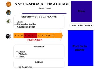 Nom FRANCAIS - Nom CORSE
                       Nom Latin
                                         Fleur
         DESCRIPTION DE LA PLANTE

→ Taille
→ Forme des feuilles
                                    Famille Botanique
→ Couleur de pollen



J    F M A M J       J A S O N D

                 Floraison

                    HABITAT          Port de la
    → Strate
                                      plante
    → Altitude
    → Lieux

                     MIELS

    → de la gamme
 