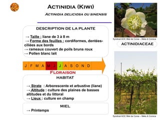 Actinidia (Kiwi)
           Actinidia deliciosa ou sinensis


      DESCRIPTION DE LA PLANTE

 → Taille : liane de 3 à 8 m
                                                Syndicat AOC Miel de Corse – Mele di Corsica
 → Forme des feuilles : cordiformes, dentées-
ciliées aux bords                                       ACTINIDIACEAE
→ rameaux couvert de poils bruns roux
→ Pollen blanc lait


J   F M A M J       J A S O N D
               Floraison
                  HABITAT

 → Strate : Arborescente et arbustive (liane)
 → Altitude : culture des plaines de basses
 altitudes et du littoral
 → Lieux : culture en champ

                    MIEL
 → Printemps
                                                Syndicat AOC Miel de Corse – Mele di Corsica
 