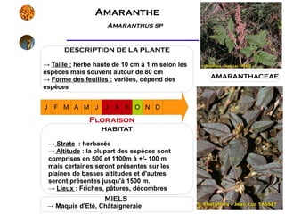 Amaranthe
                       Amaranthus sp


         DESCRIPTION DE LA PLANTE

→ Taille : herbe haute de 10 cm à 1 m selon les
espèces mais souvent autour de 80 cm
→ Forme des feuilles : variées, dépend des        AMARANTHACEAE
espèces


J    F M A M J        J A S O N D

                 Floraison
                     HABITAT

    → Strate : herbacée
    → Altitude : la plupart des espèces sont
    comprises en 500 et 1100m à +/- 100 m
    mais certaines seront présentes sur les
    plaines de basses altitudes et d'autres
    seront présentes jusqu'à 1500 m.
    → Lieux : Friches, pâtures, décombres
                  MIELS
 → Maquis d'Eté, Châtaigneraie
 
