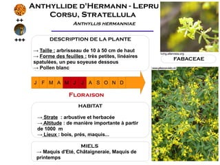 Anthyllide d'Hermann - Lepru
          Corsu, Stratellula
++                        Anthyllis hermanniae


+++             DESCRIPTION DE LA PLANTE

      → Taille : arbrisseau de 10 à 50 cm de haut
                                                         luirig.altervista.org
      → Forme des feuilles : très petites, linéaires
                                                                    FABACEAE
      spatulées, un peu soyeuse dessous
      → Pollen blanc


       J    F M A M J        J A S O N D

                        Floraison
                            HABITAT

           → Strate : arbustive et herbacée
           → Altitude : de manière importante à partir
           de 1000 m
           → Lieux : bois, prés, maquis...

                        MIELS
       → Maquis d'Eté, Châtaigneraie, Maquis de
       printemps
 
