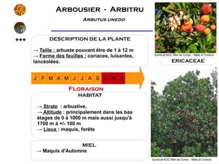 Arbousier - Arbitru
                             Arbutus unedo



+++            DESCRIPTION DE LA PLANTE

      → Taille : arbuste pouvant être de 1 à 12 m
      → Forme des feuilles : coriaces, luisantes,     Syndicat AOC Miel de Corse – Mele di Corsica

      lancéolées.                                                  ERICACEAE


      J    F M A M J        J A S O N D

                       Floraison
                           HABITAT

          → Strate : arbustive,                                 Port de la
          → Altitude : principalement dans les bas
          étages de 0 à 1000 m mais aussi jusqu'à                plante
          1700 m à +/- 100 m
          → Lieux : maquis, forêts


                       MIEL
       → Maquis d'Automne
                                                     Syndicat AOC Miel de Corse – Mele di Corsica
 