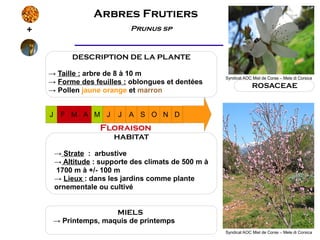 Arbres Frutiers
+                            Prunus sp


             DESCRIPTION DE LA PLANTE

    → Taille : arbre de 8 à 10 m
                                                       Syndicat AOC Miel de Corse – Mele di Corsica
    → Forme des feuilles : oblongues et dentées
                                                                    ROSACEAE
    → Pollen jaune orange et marron


    J    F M A M J        J A S O N D
                     Floraison
                         HABITAT

        → Strate : arbustive
        → Altitude : supporte des climats de 500 m à
        1700 m à +/- 100 m
        → Lieux : dans les jardins comme plante
        ornementale ou cultivé


                     MIELS
     → Printemps, maquis de printemps
                                                       Syndicat AOC Miel de Corse – Mele di Corsica
 
