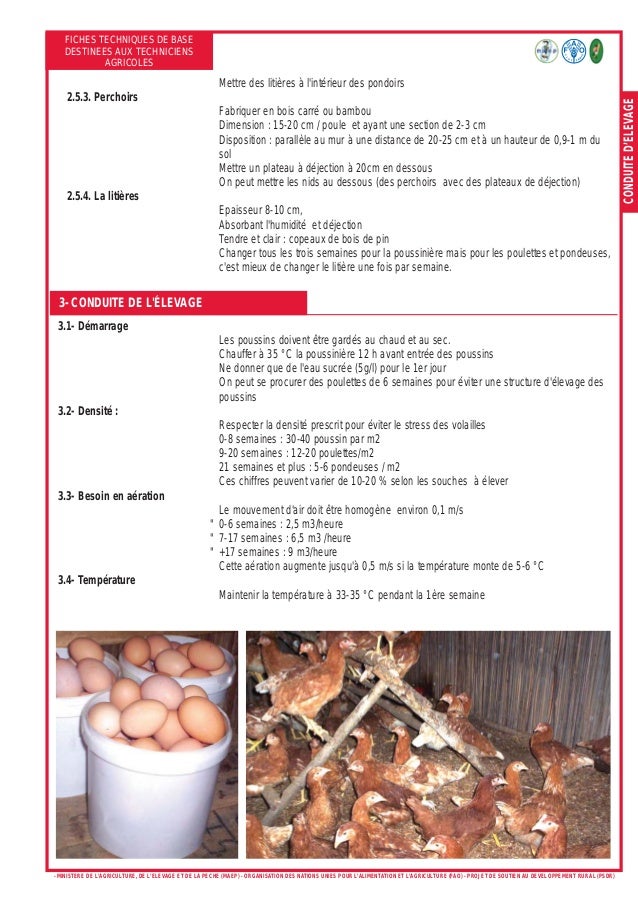 Fiche technique de base poule pondeuse
