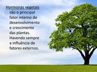 Hormonas vegetais
são o principal
fator interno de
desenvolvimento
e crescimento
das plantas.
Havendo sempre
a influência de
fatores externos.