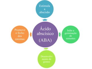 Ácido
abscísico
(ABA)
Estimula
a
abscisão
Inibe a
germinação
de
sementes
Desenvolvi
mento de
gomos
Promove
o fecho
dos
estomas